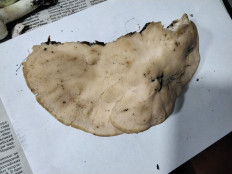 Гриб из с.Кевсала