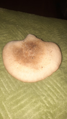 Гриб из Кострома