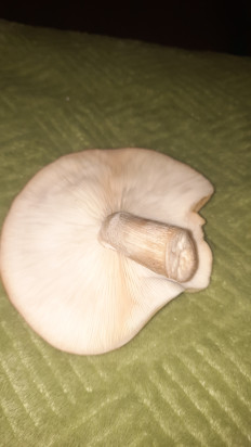 Гриб из Кострома