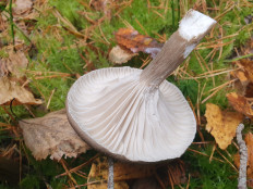 Гриб из С-Петербург