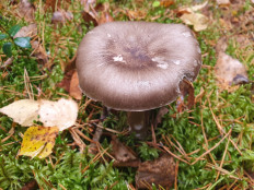 Гриб из С-Петербург