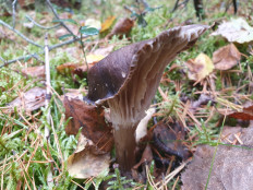 Гриб из С-Петербург