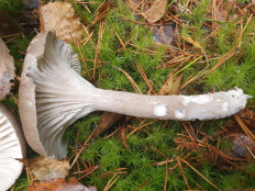 Гриб из С-Петербург