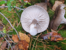 Гриб из С-Петербург