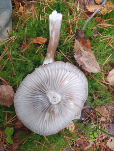 Гриб из С-Петербург