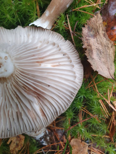 Гриб из С-Петербург