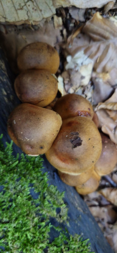 Гриб из Теберда