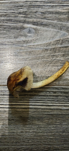 Гриб из Теберда