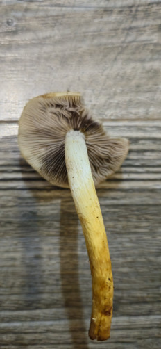 Гриб из Теберда