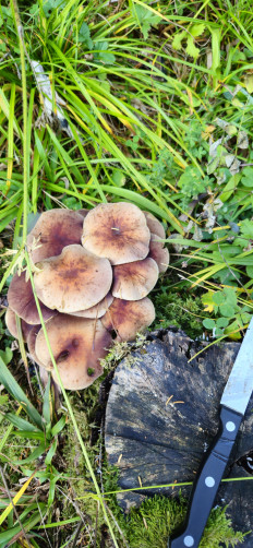 Гриб из Теберда