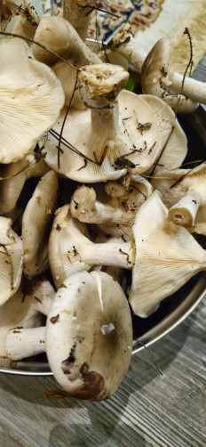 Гриб из Теберда