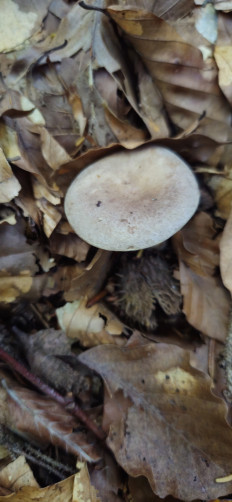 Гриб из Теберда