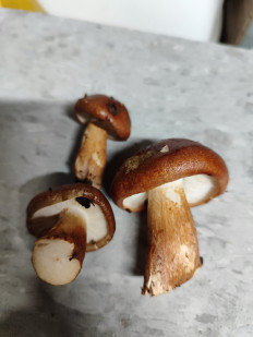 Гриб из Армавир