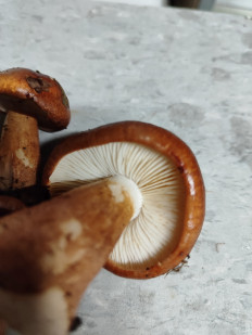 Гриб из Армавир