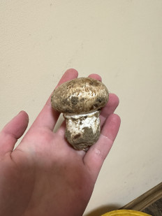 Гриб из Кременчук