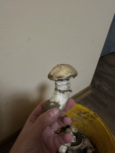 Гриб из Кременчук