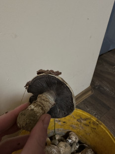 Гриб из Кременчук