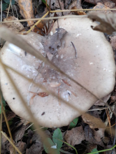 Гриб из Владимирская обл.