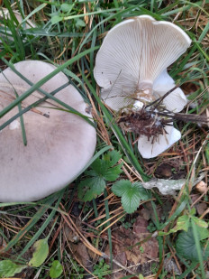 Гриб из Владимирская обл.