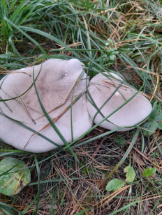 Гриб из Владимирская обл.