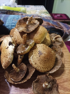 Гриб из Нижний Новгород