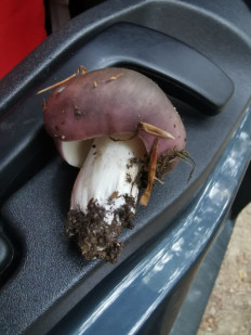 Гриб из Италия