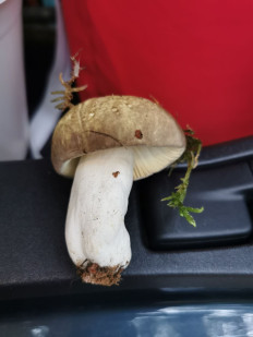 Гриб из Италия