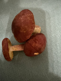 Рядовка жёлто-красная