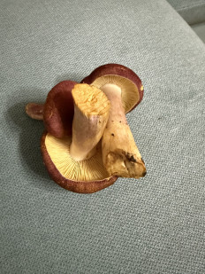 Рядовка жёлто-красная