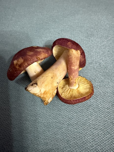 Рядовка жёлто-красная