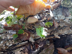 Гриб из Приморский край