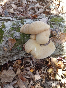 Гриб из Приморский край