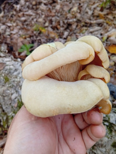 Гриб из Приморский край