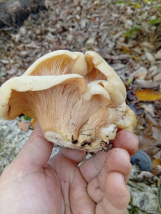 Гриб из Приморский край