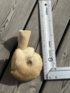 Гриб из Владивосток