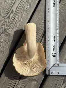 Гриб из Владивосток