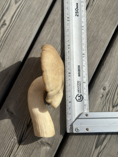 Гриб из Владивосток