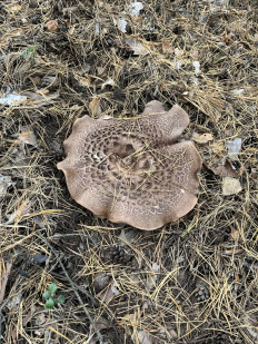 Гриб из Чебоксары