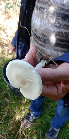 Гриб из Армавир