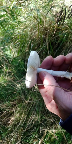 Гриб из Армавир