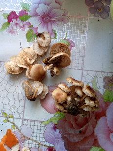 Гриб из Хабаровск