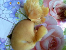 Гриб из Хабаровск