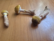 Гриб из Уфа