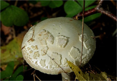 Мухомор поганковидный