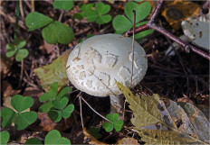 Мухомор поганковидный