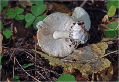 Мухомор поганковидный