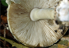 Мухомор поганковидный