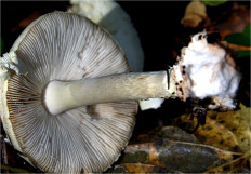 Мухомор поганковидный