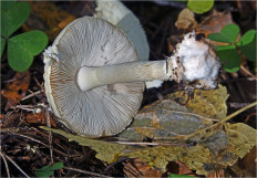 Мухомор поганковидный