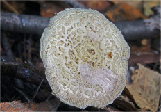 Гриб из Москва